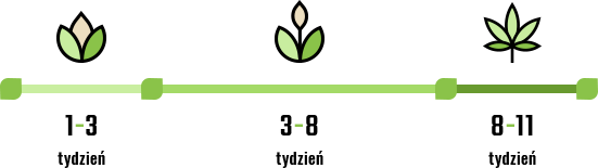 nasiona marihuany automaty