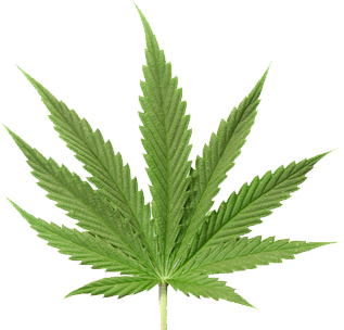 sklep z nasionami marihuany