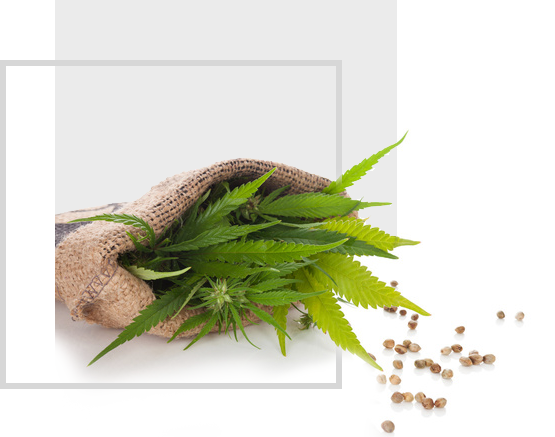 sklep z nasionami marihuany opinie