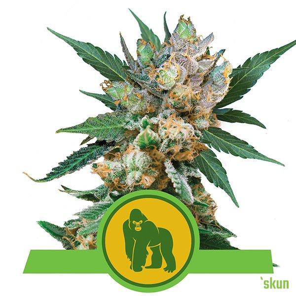 royal gorilla automatic