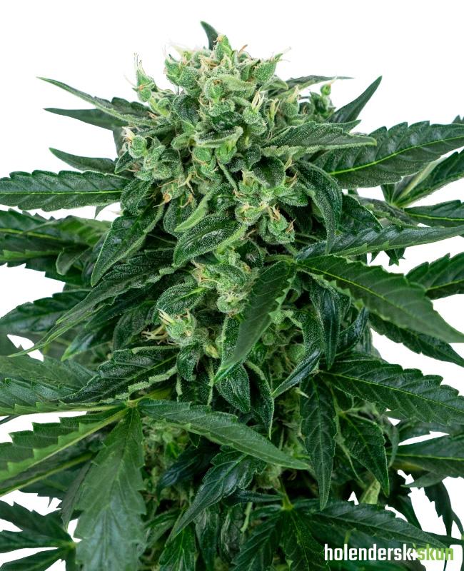 sensi amnesia automatic