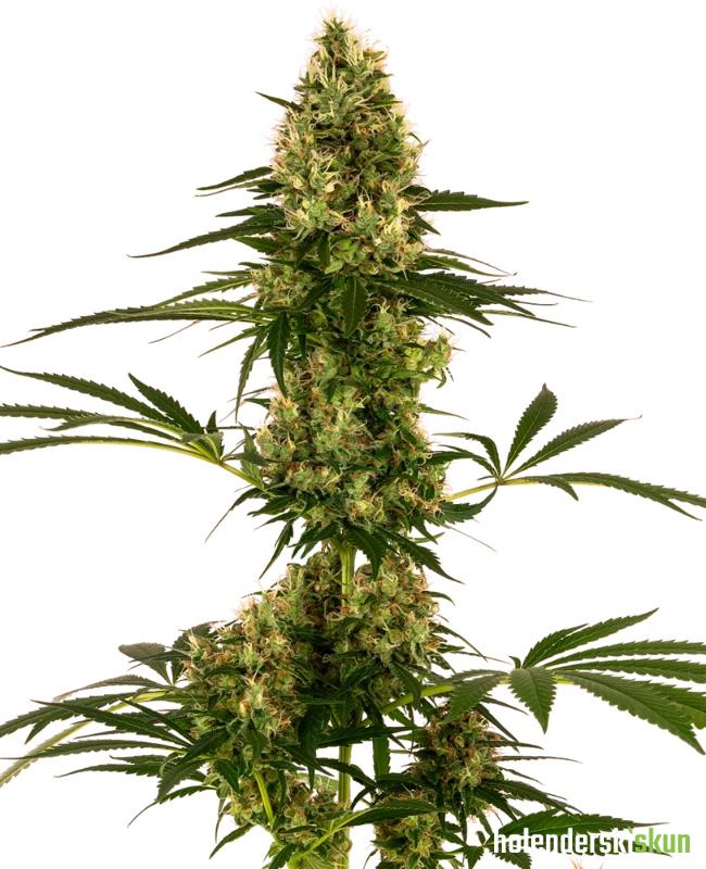 blue bullet automatic