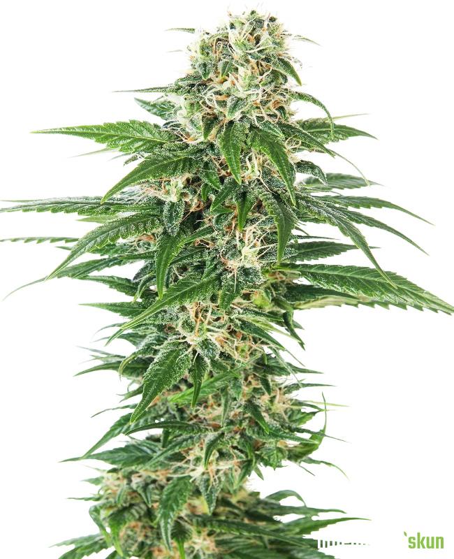 early skunk automatic