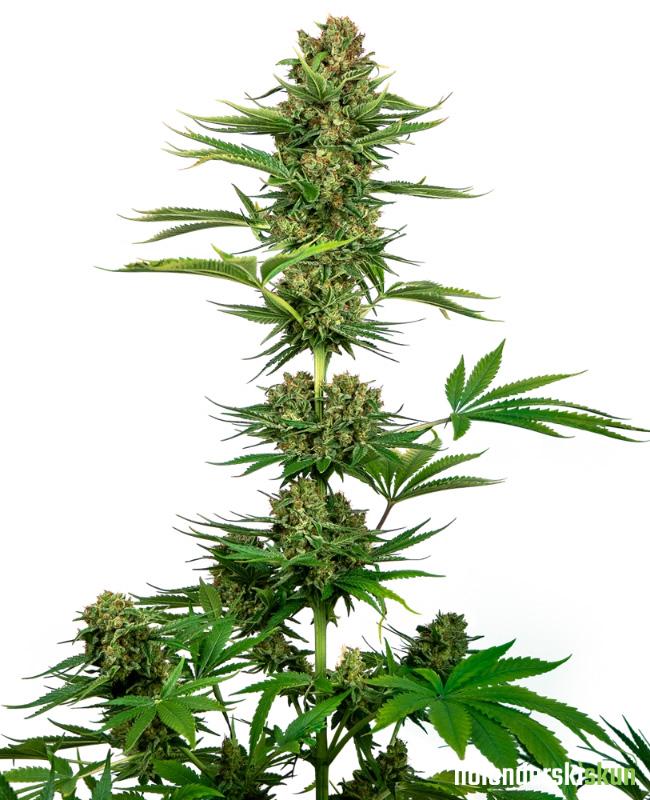 satin black domina cbd