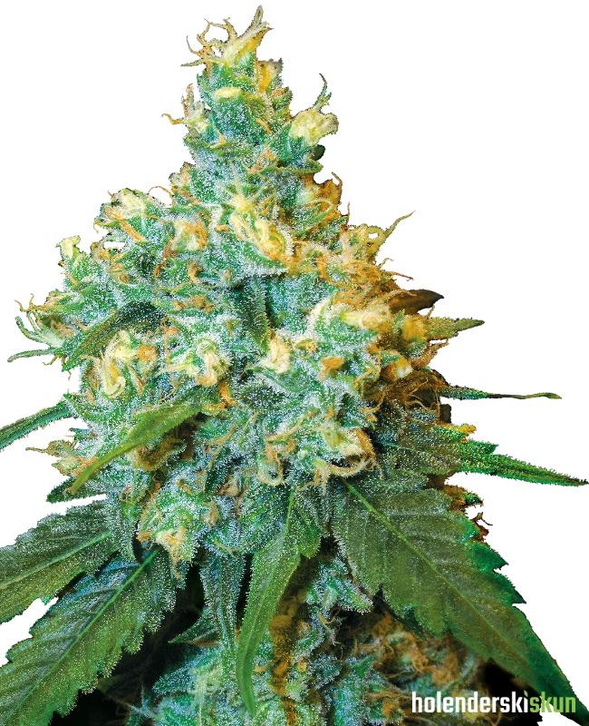 jack herer