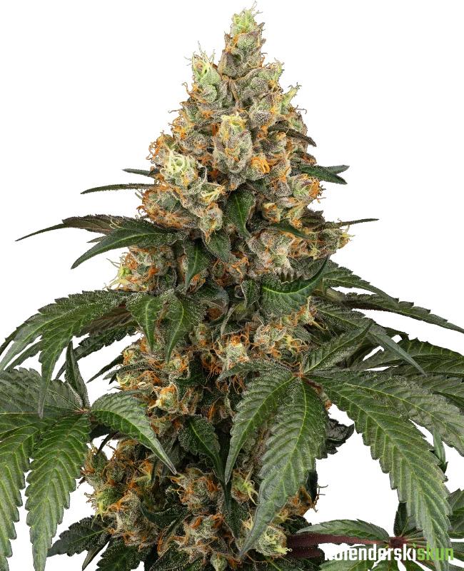 chocolate rainbow xxl