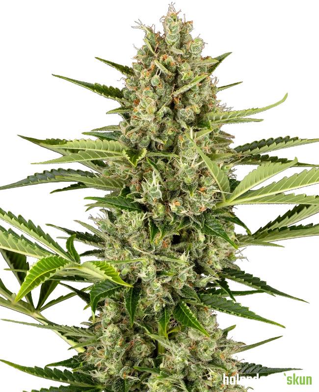 jack herer automatic