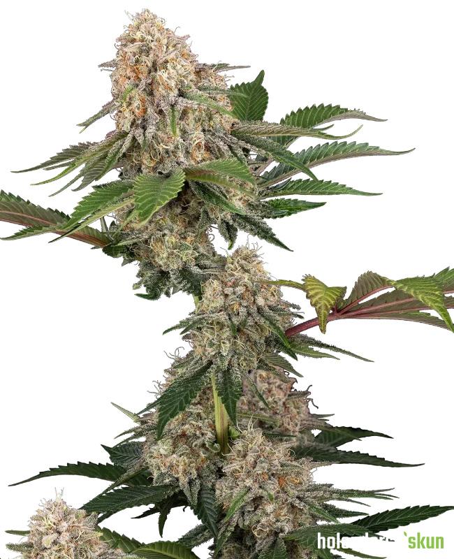 sticky berry mints xxl