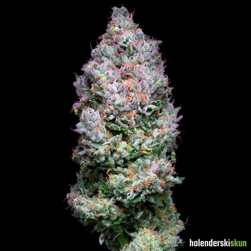 açai jelly by sherbinskis