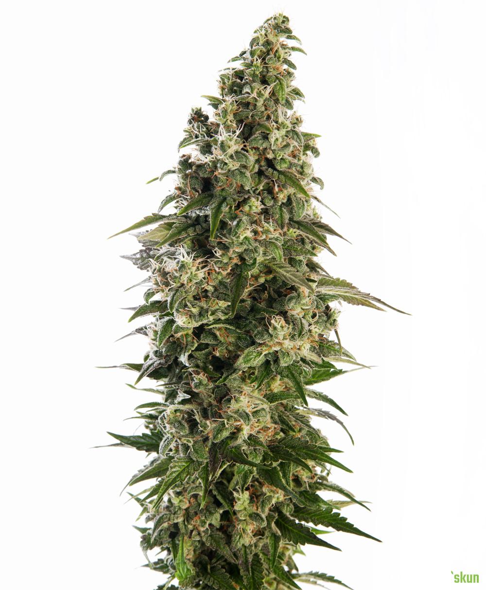 afghani #1 automatic