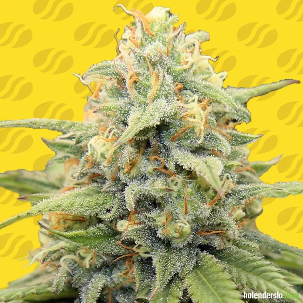 apple fritter auto