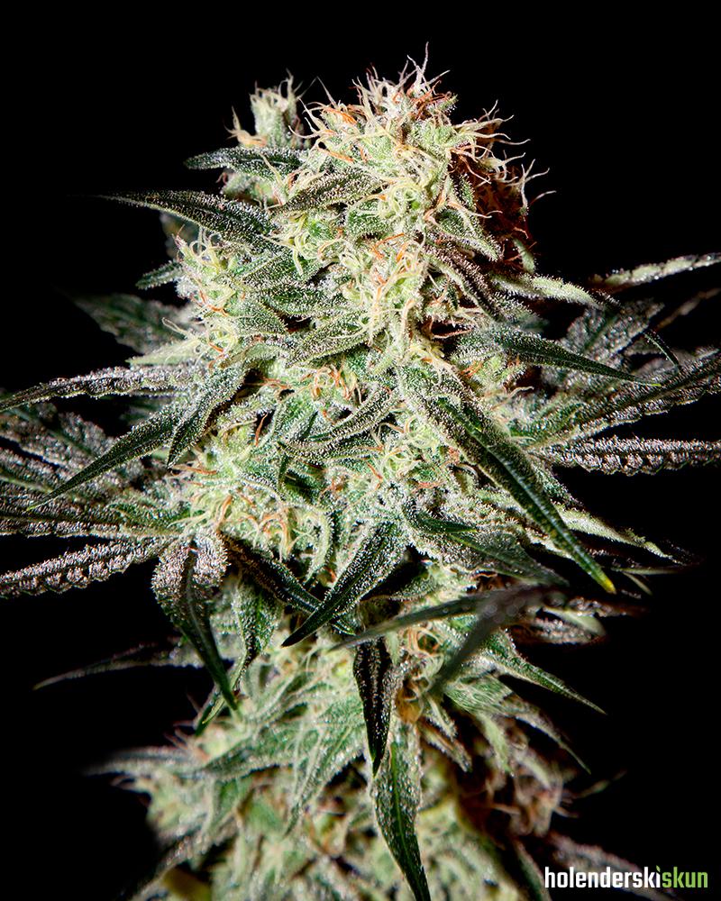 arjans strawberry haze