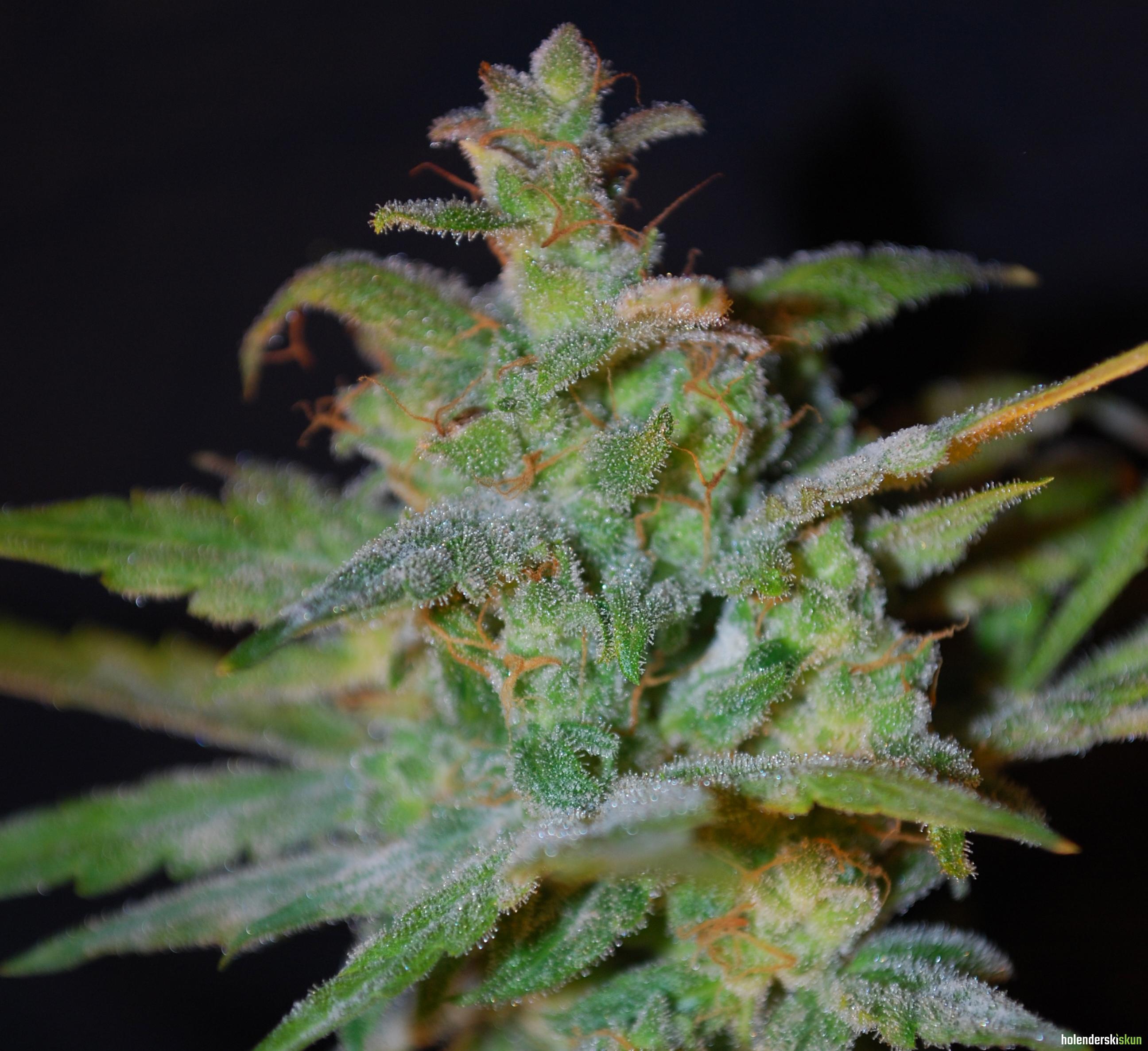 auto ak (female seeds)