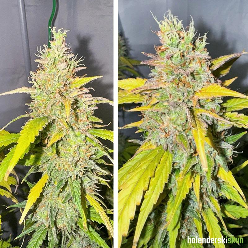 auto candy bubatz xl