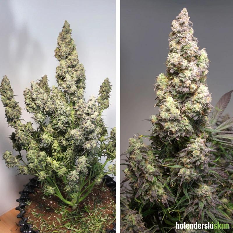 auto colorado.cookies®