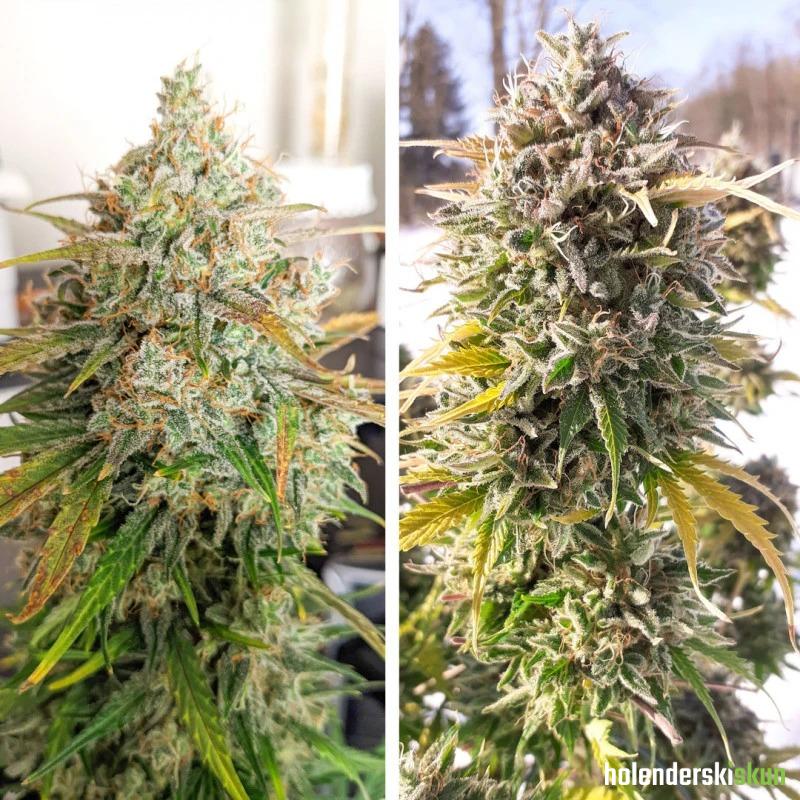 auto colorado.cookies®