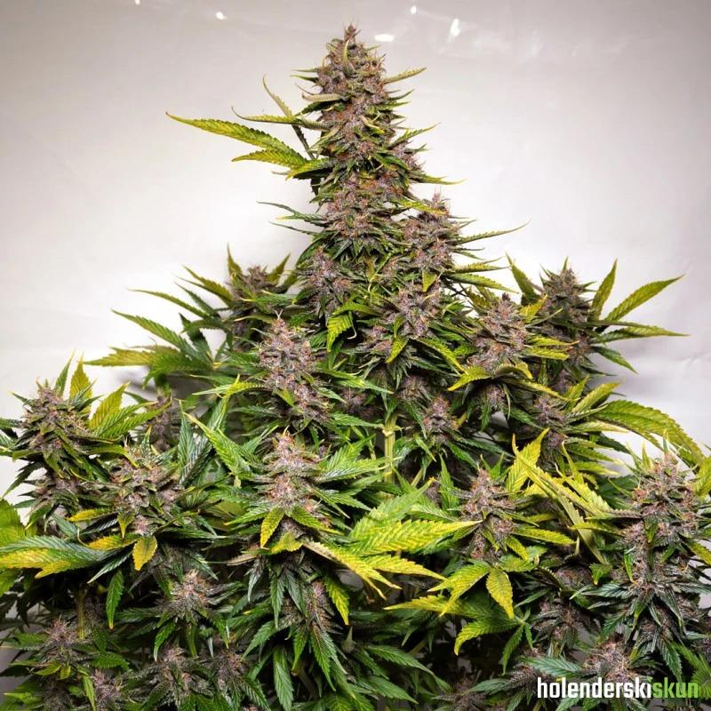 auto forbidden cherry