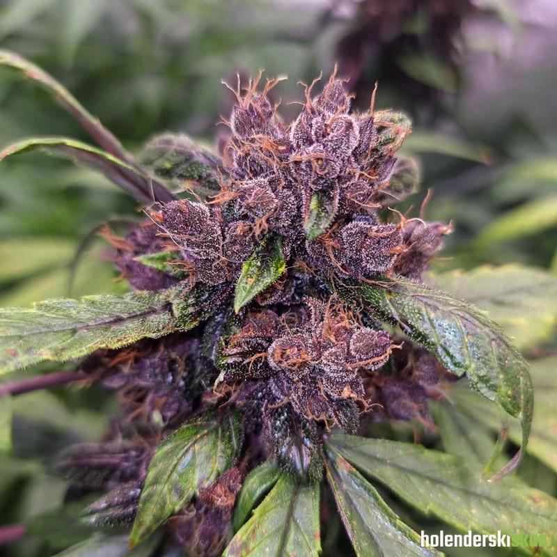 auto forbidden cherry