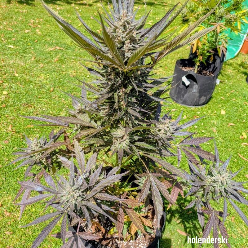 auto frozen biscotti