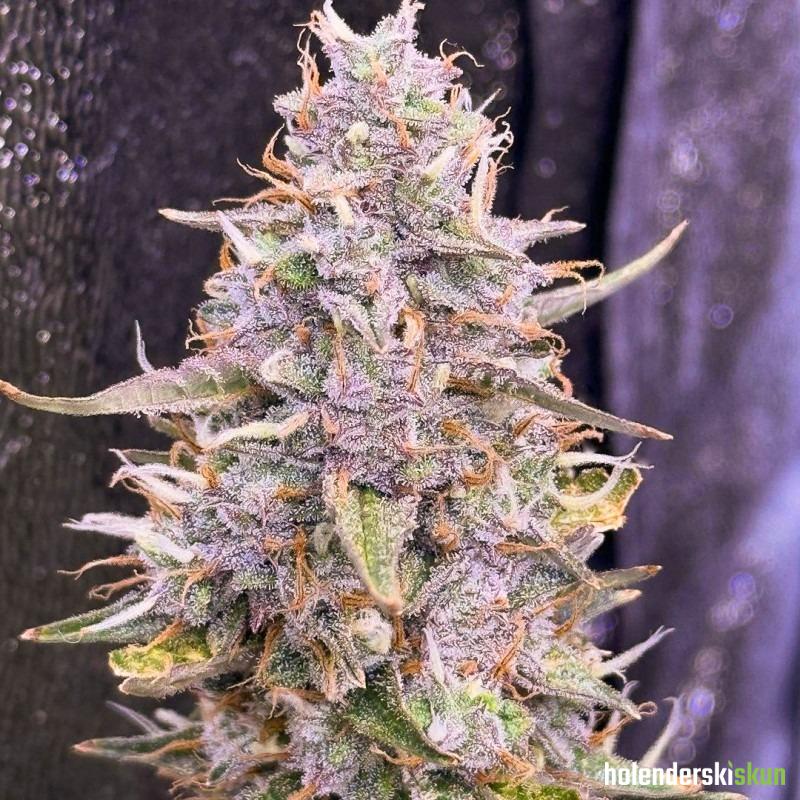 auto frozen biscotti