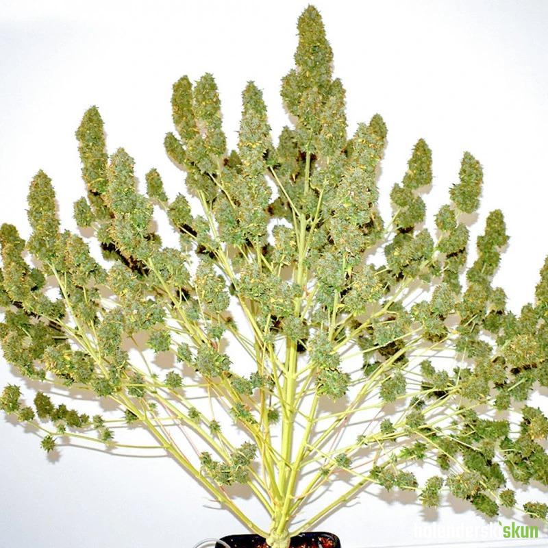 auto glueberry.o.g.®