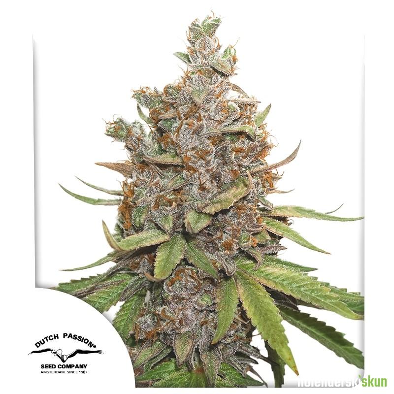 auto glueberry.o.g.®