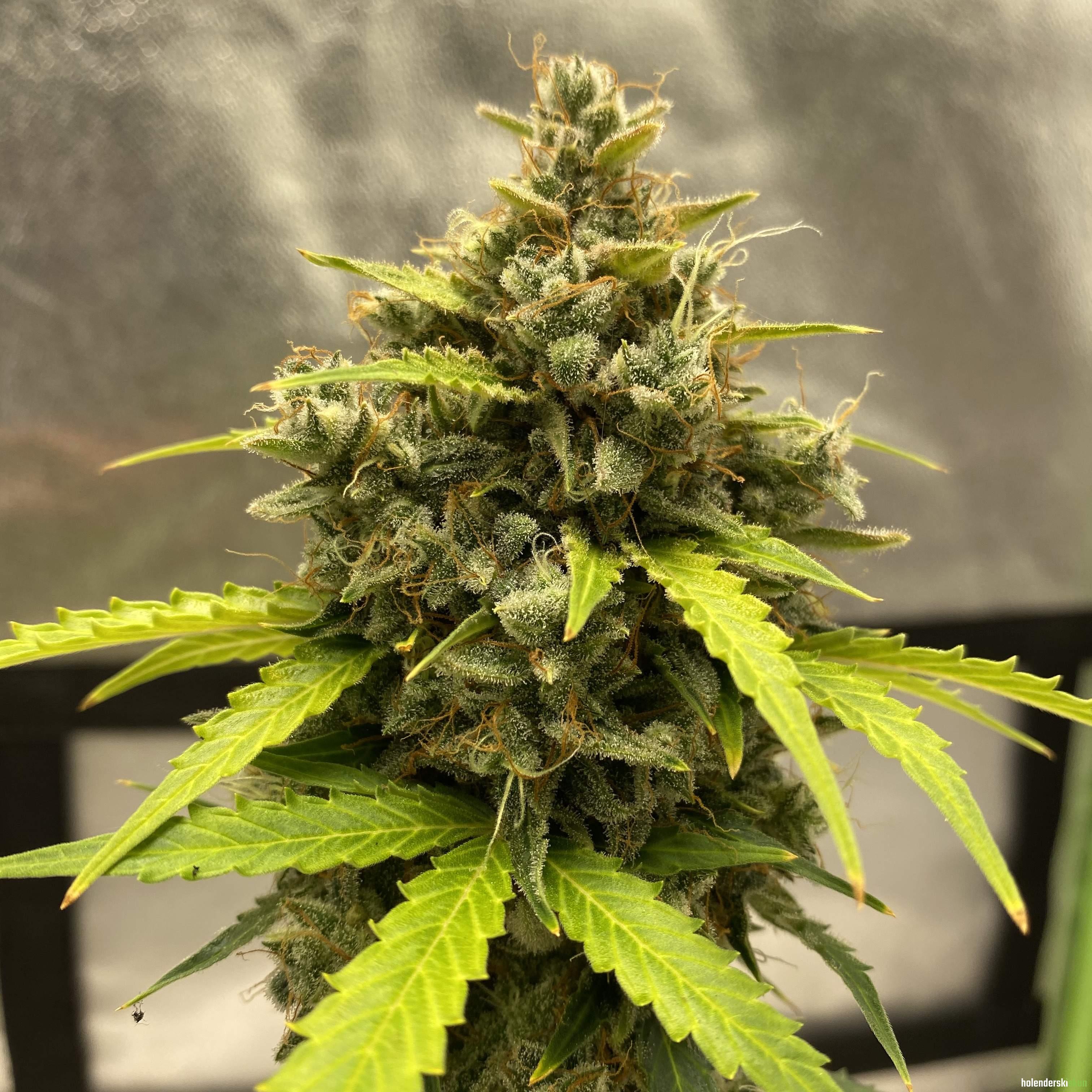 auto jack herer