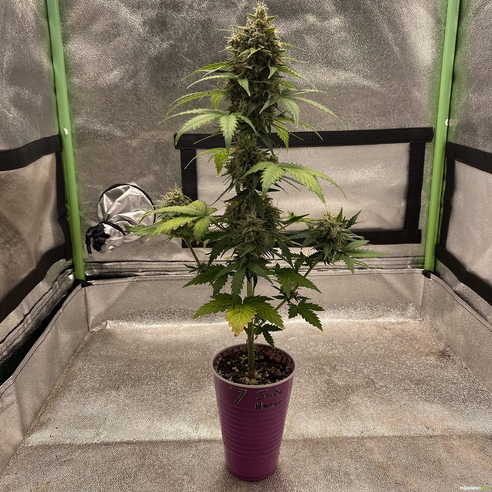 auto jack herer