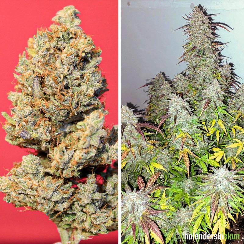 auto kerosene krash®