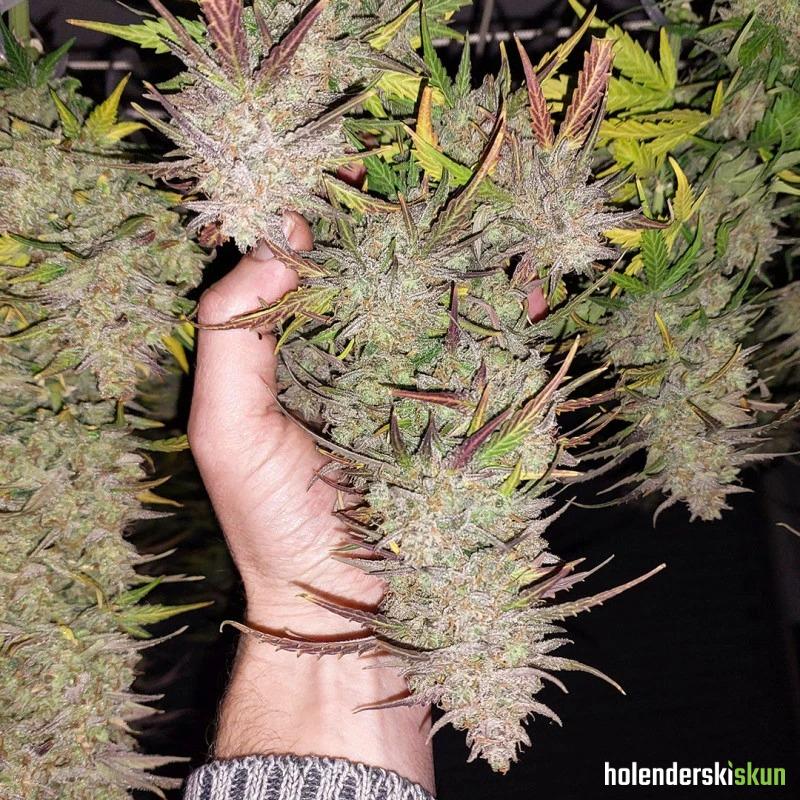 auto kerosene krash®