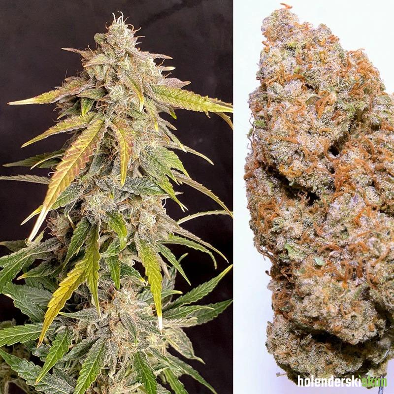 auto kerosene krash®