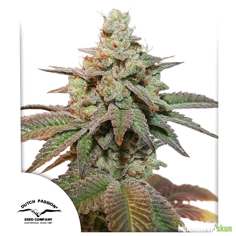 auto kerosene krash®