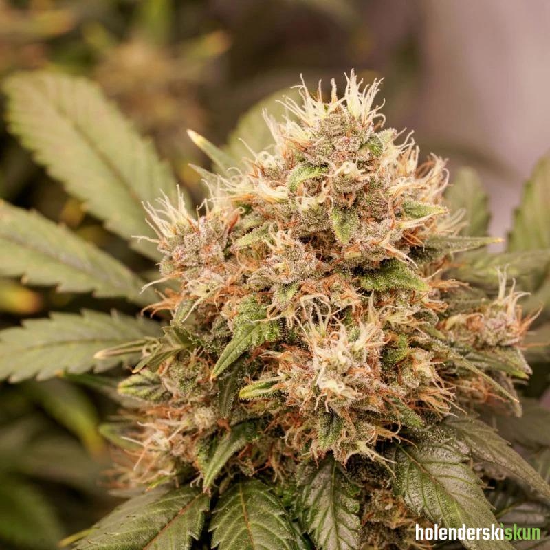 auto red tropicana cookies