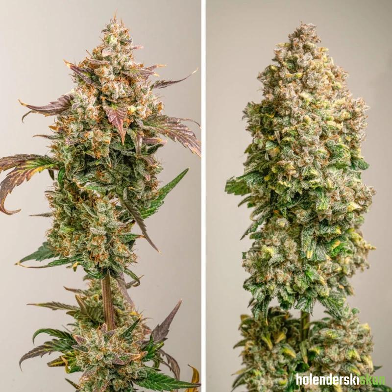 auto red tropicana cookies