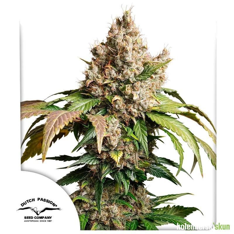 auto red tropicana cookies