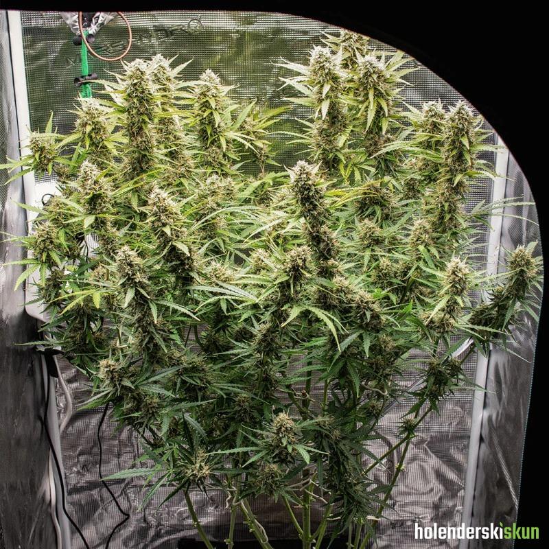 auto skywalker haze®