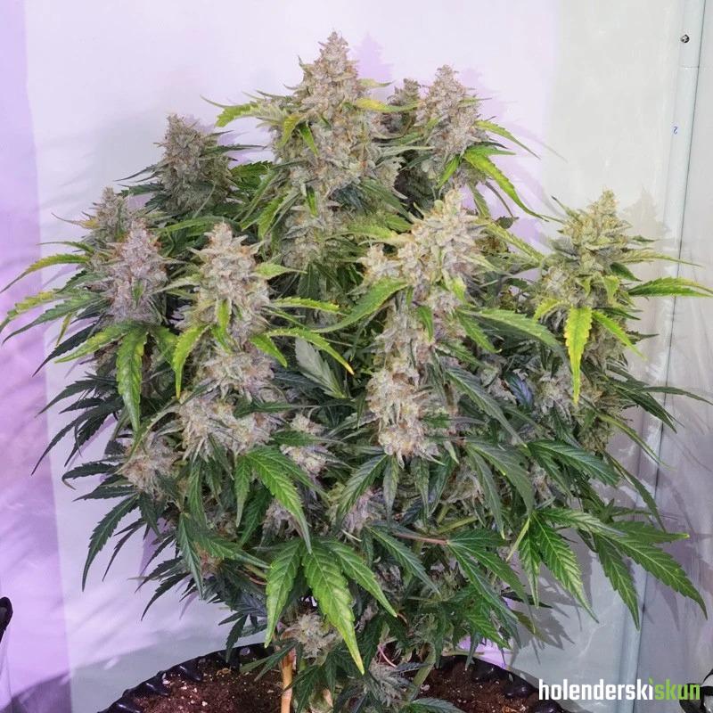 auto skywalker haze®