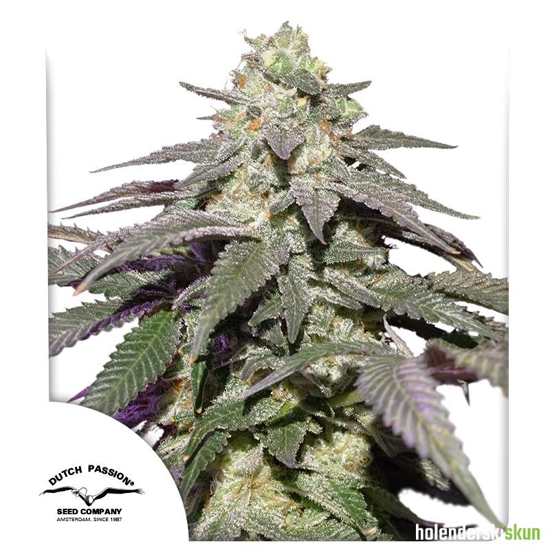 auto skywalker haze®