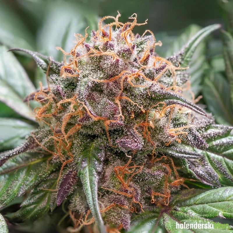 auto trichome & cream