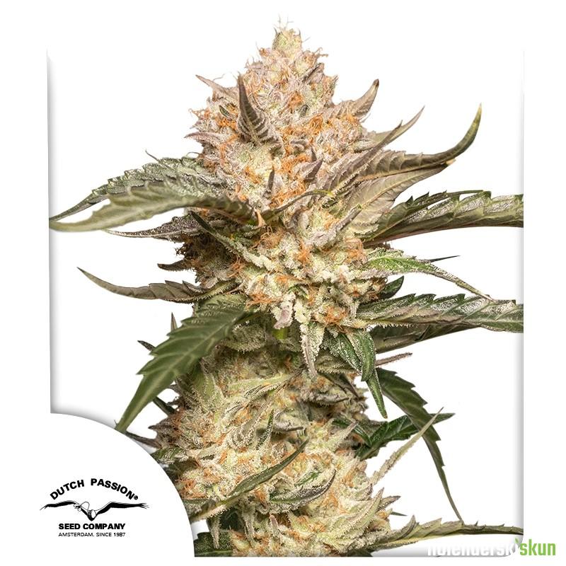 auto trichome & cream