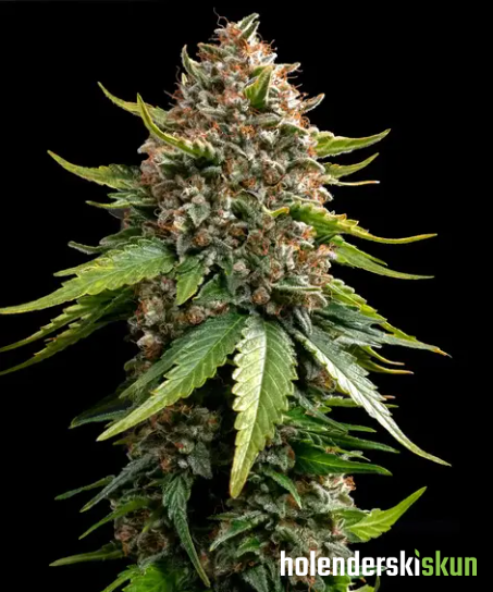 white widow xxl auto