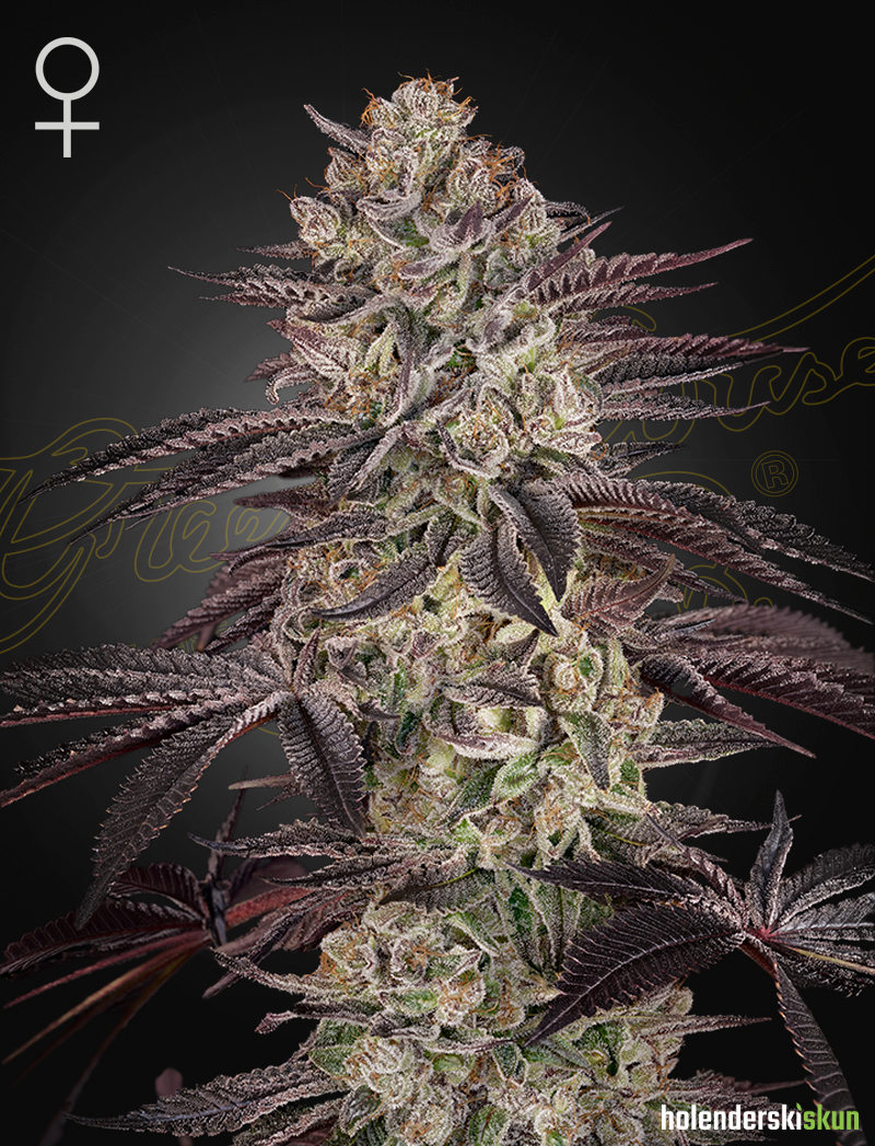 biscotti autoflowering