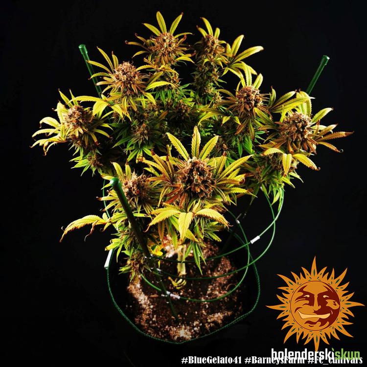 blue gelato 41™