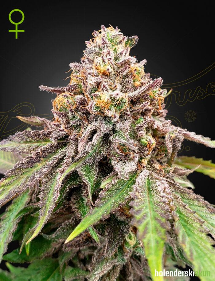 blue haze x gelato 41 auto