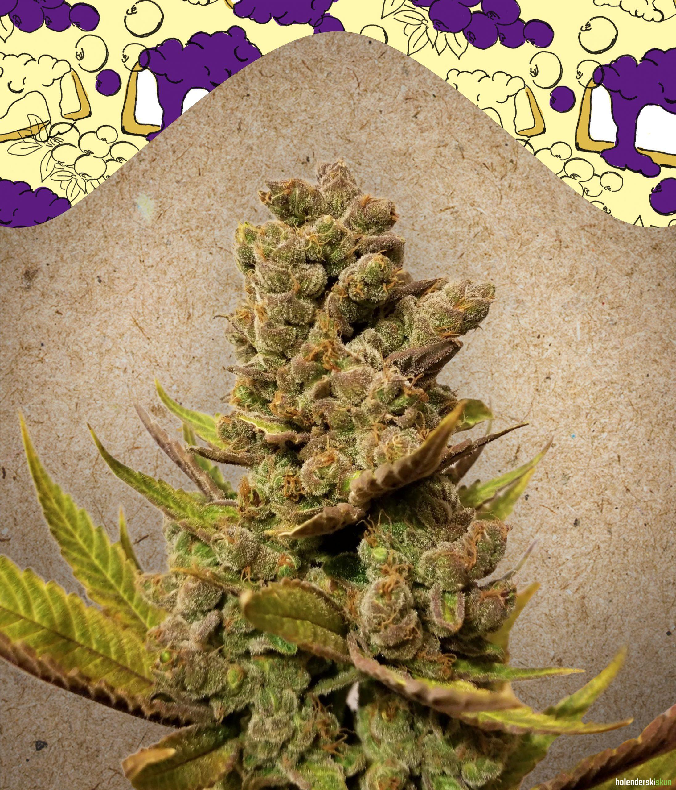 blueberry cheesecake