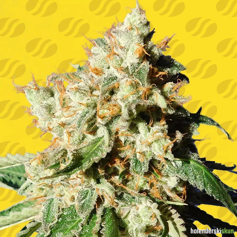 blueberry cookies auto