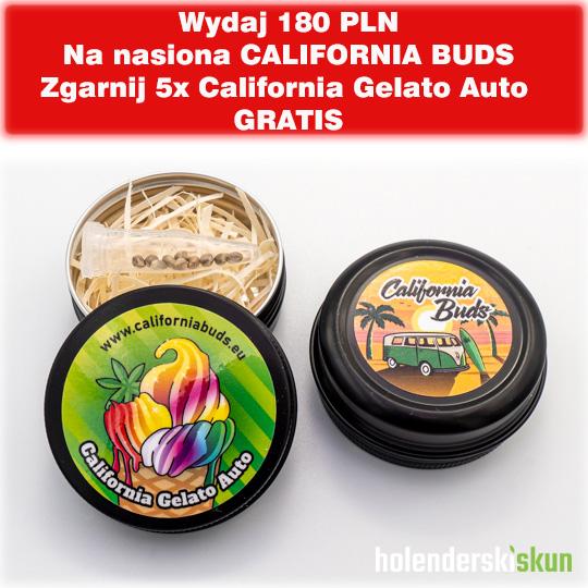 california gelato auto