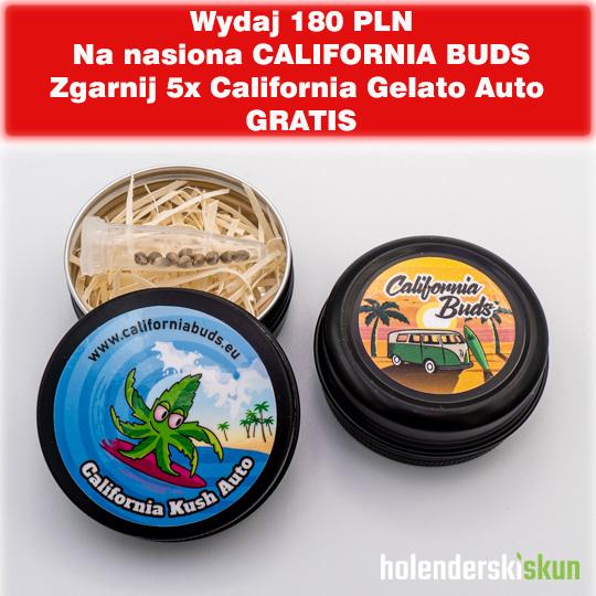 california kush auto