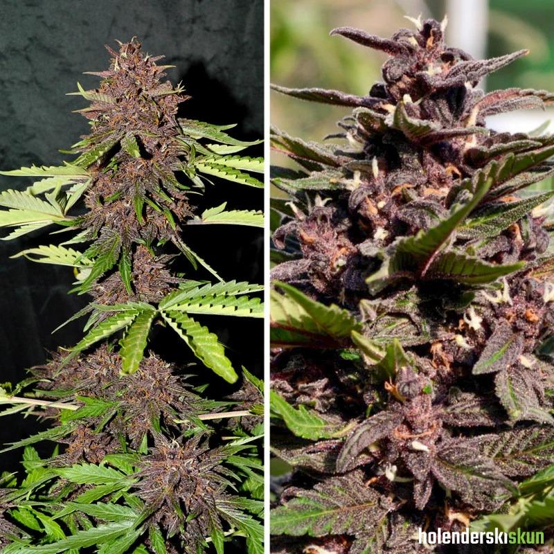 cbd auto blackberry kush®