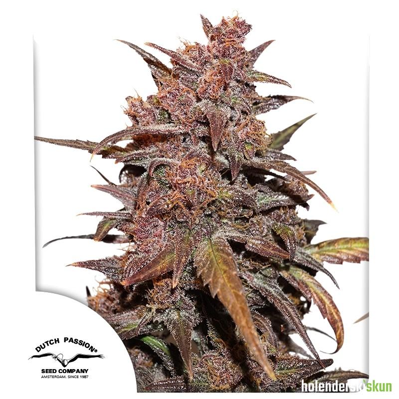 cbd auto blackberry kush®